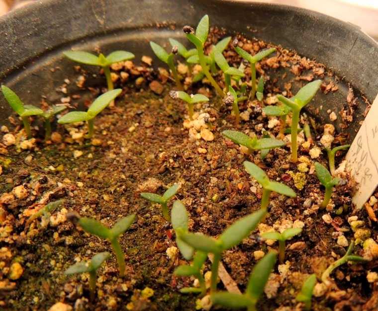 Как вырастить черемшу из семян