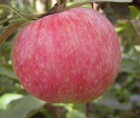 Характеристика и описание сорта яблони «конфетное»