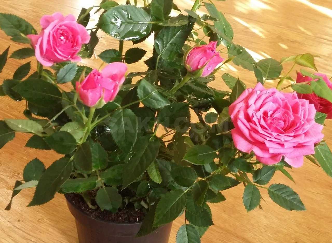 Роза кордана: выращивание и уход в домашних условиях и в саду