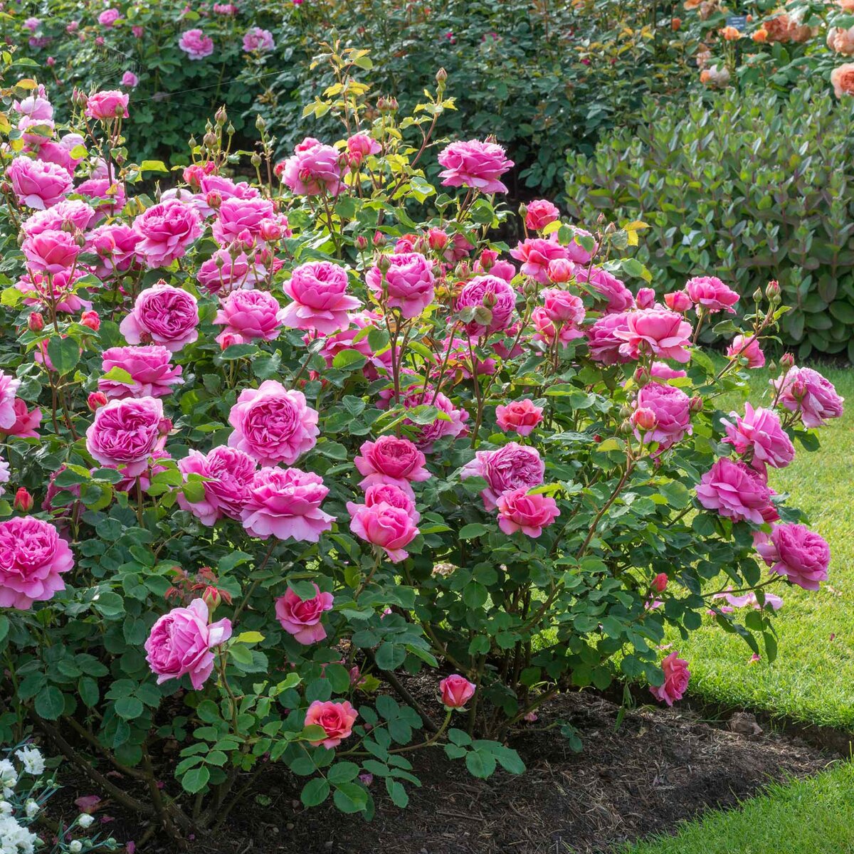 Розы кордеса: особенности, виды и выращивание