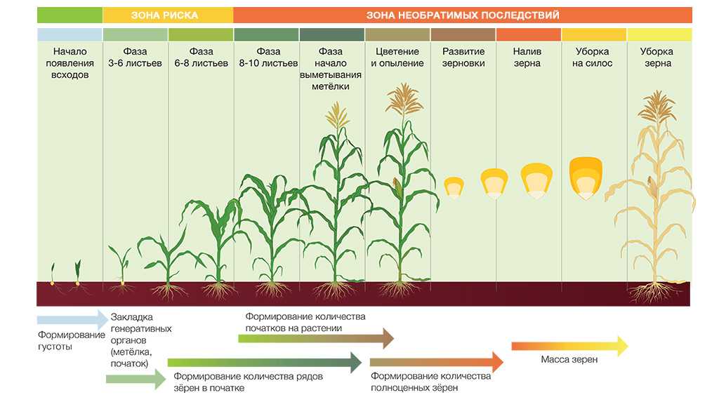 Установите последовательность этапов выращивания растения. Фазы роста и развития кукурузы на зерно. Период вегетации кукурузы. Фазы роста растения кукурузы. Фаза роста кукуруза этапы.