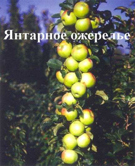 Сортовая колоновидная яблоня — московское ожерелье