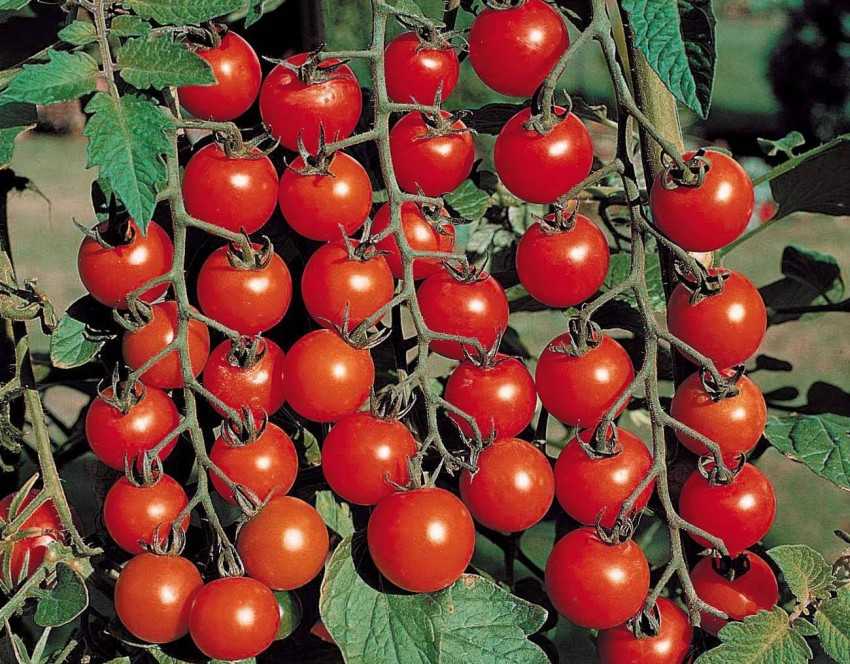 Сорт томата «микадо»: описание, характеристика, посев на рассаду, подкормка, урожайность, фото, видео и самые распространенные болезни томатов