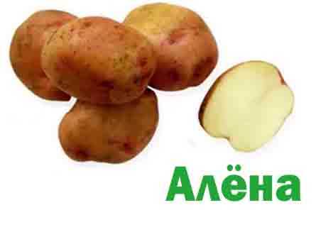 Картофель алёна: характеристика и особенности выращивания сорта