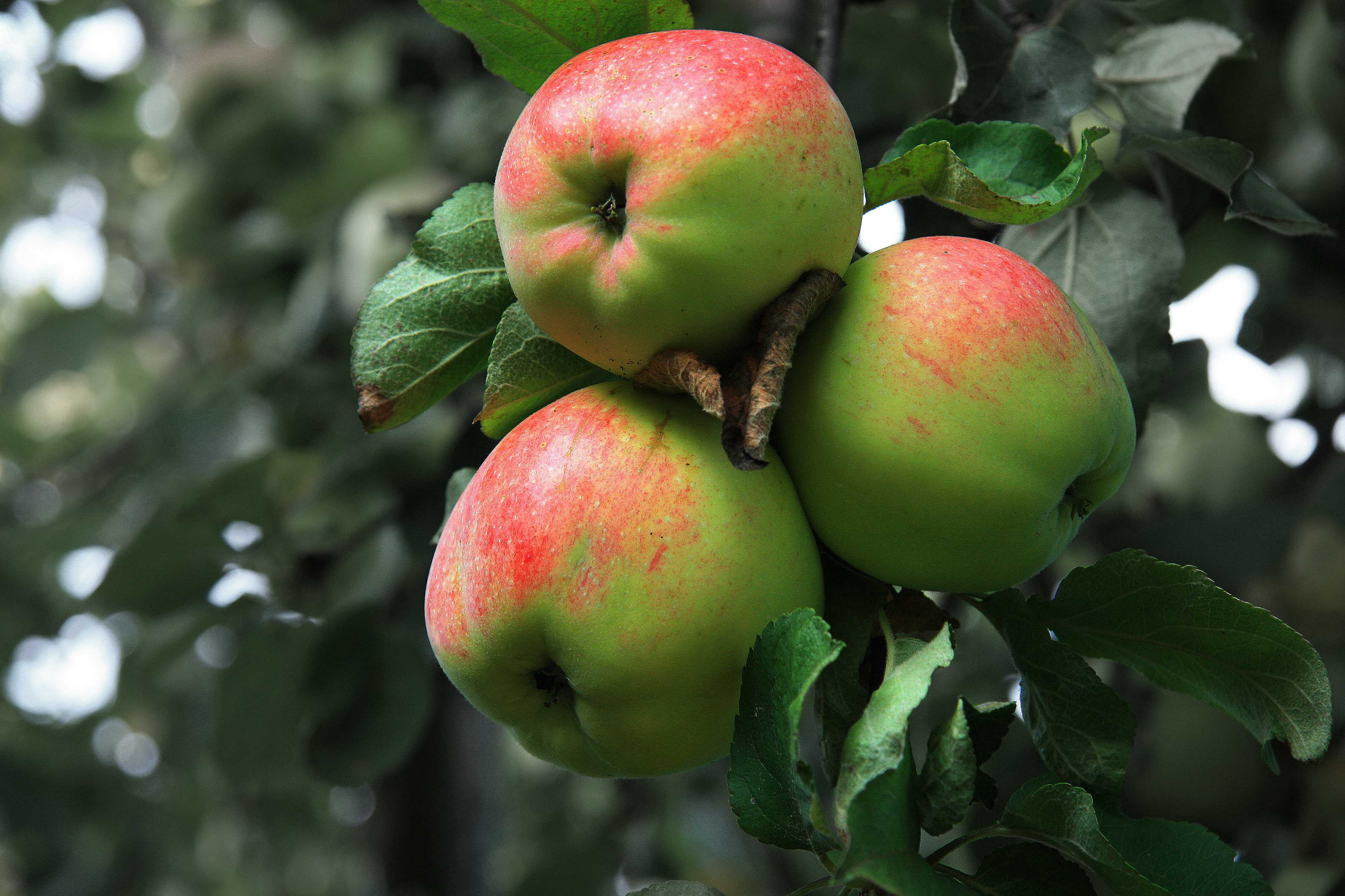 Описание яблони сорта штрейфлинг, отзывы садоводов