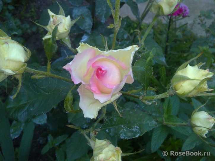 Чайно-гибридные розы: выращивание и уход в саду