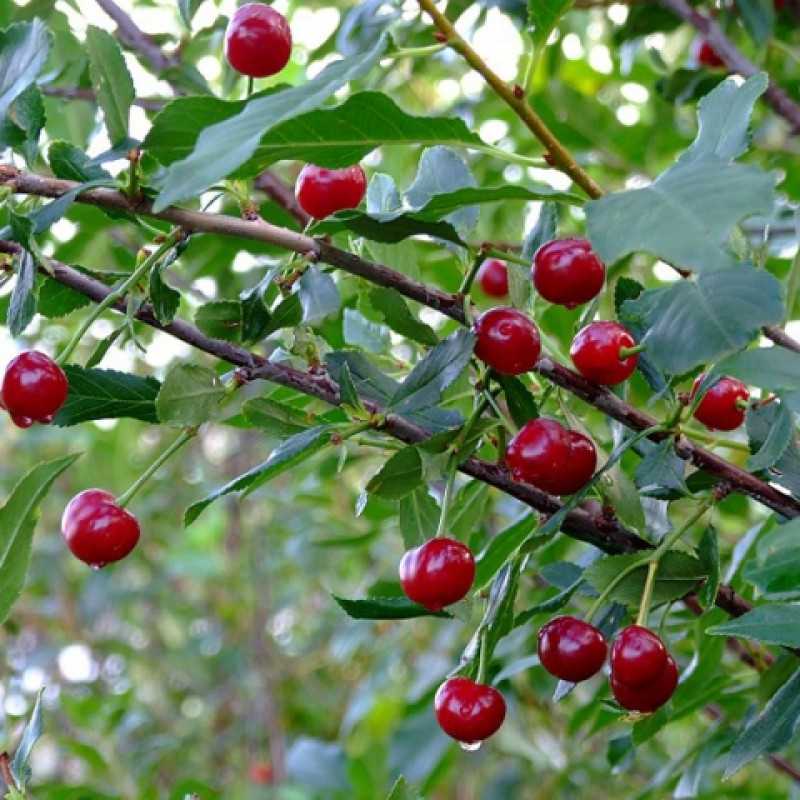 Вишня «уральская рубиновая» — особенности выращивания