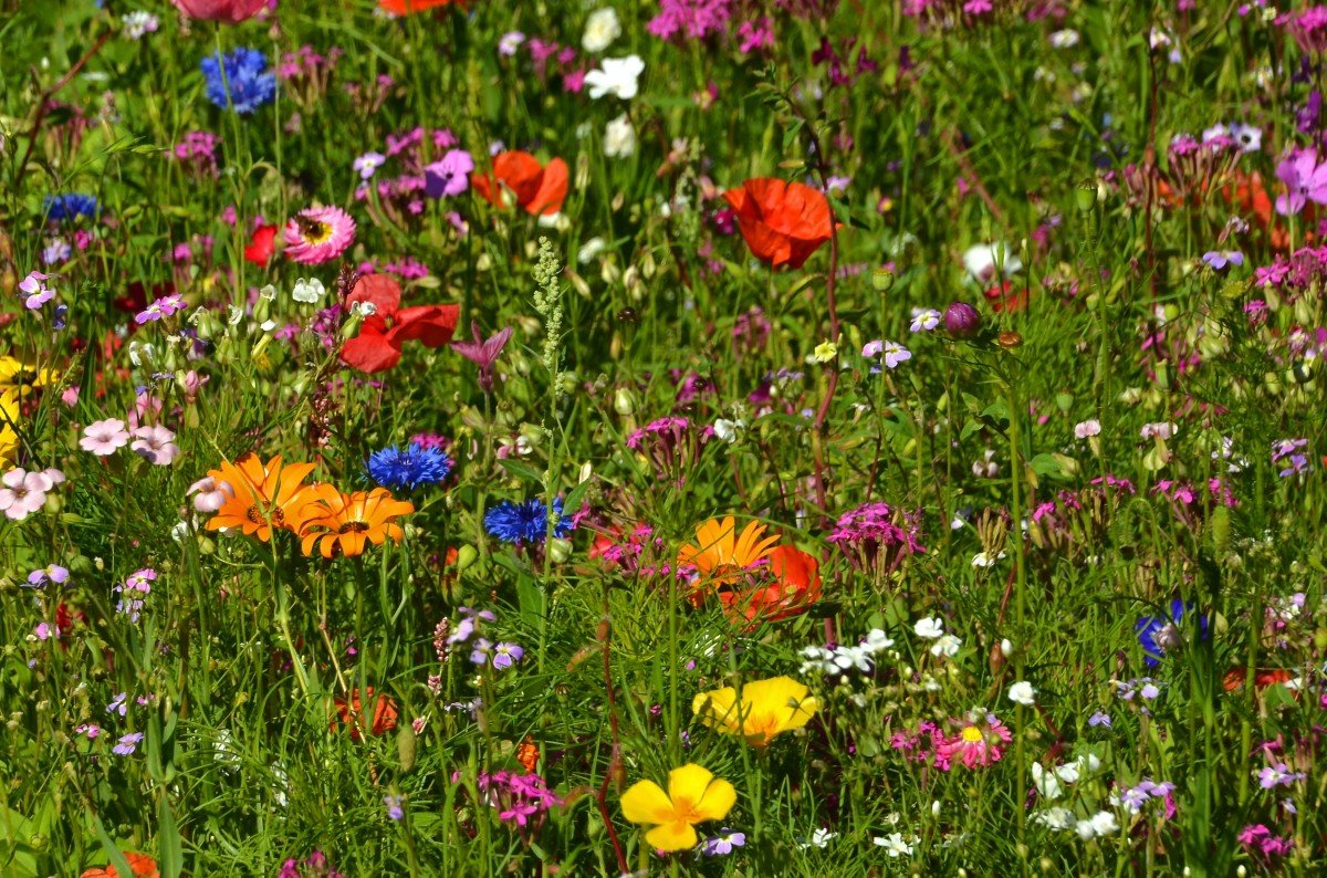 Асфоделина: характеристика видов и выращивание цветка - энциклопедия цветов