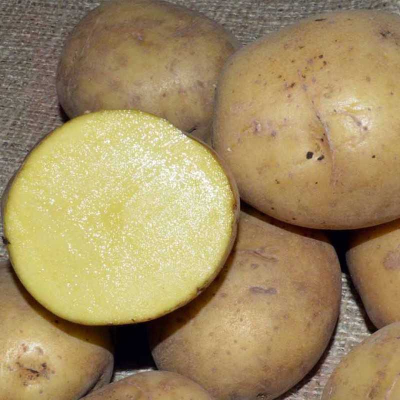 Картофель аврора