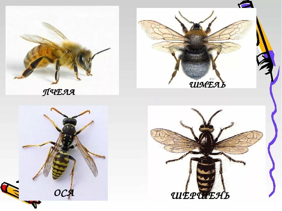 Чем отличаются друг от друга пчелы, осы, шершни и шмели: внешний вид, питание, обитание