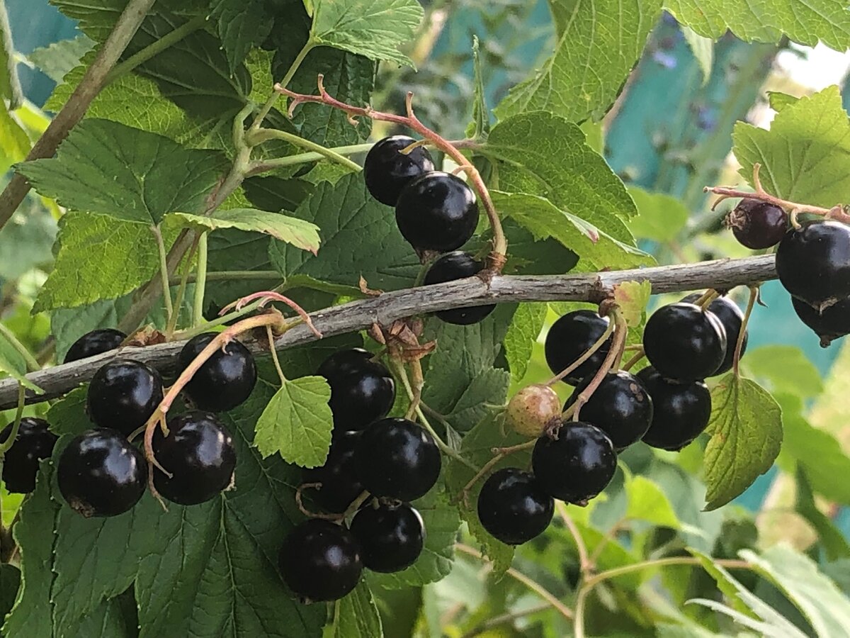 Почему осыпаются ягоды у смородины - уход, профилактика заболеваний и советы по сохранению урожая (80 фото)