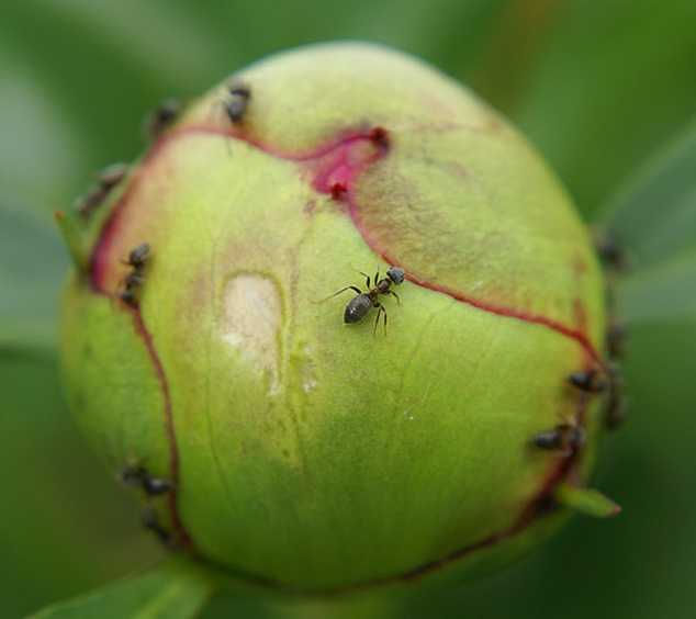 Как избавиться от муравьев на пионах: 3 способа