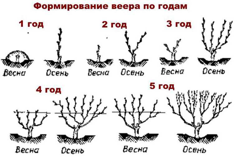 Как ухаживать за виноградом во второй и последующие годы