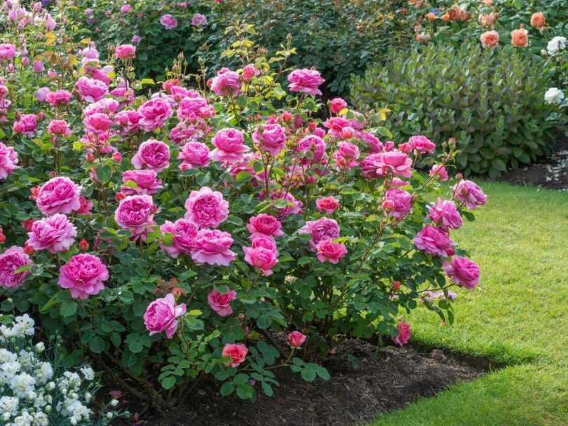 Пионовидные розы: фото, розовые, белые, красные, желтые сорта, выбор и посадка саженцев, уход за кустами