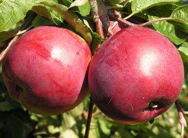 Высокую зимостойкость и регулярное плодоношение обеспечит сорт яблок антей