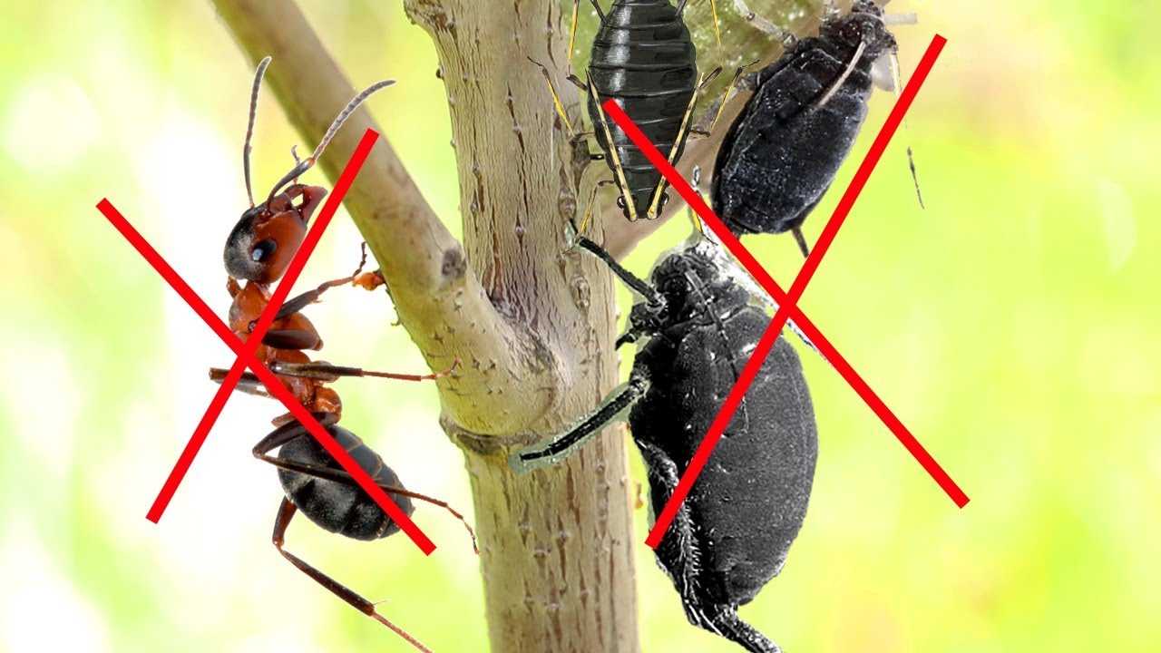 6 способов избавиться от муравьев на садовых деревьях