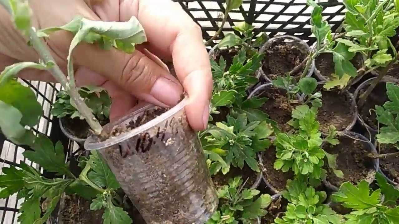 Хризантемы вырастить из букета пошагово с фото