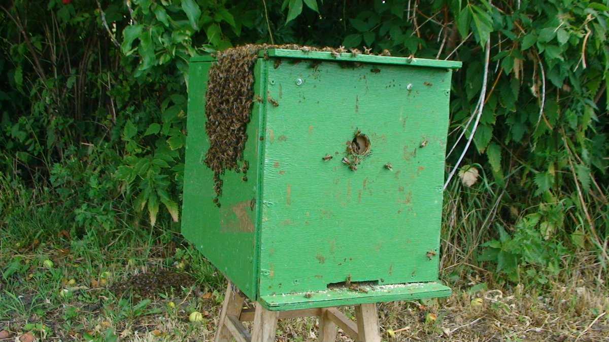 Как поймать пчелиный рой – инструкции и рекомендации
