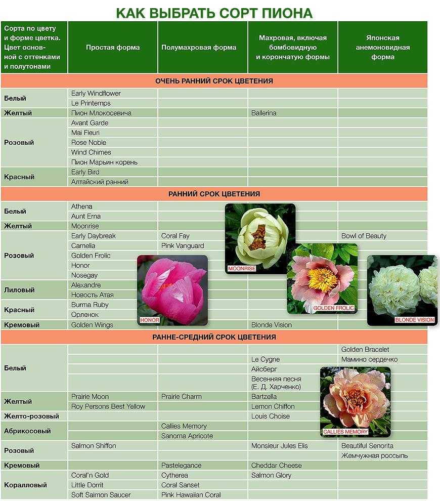 Схема подкормки пионов таблица