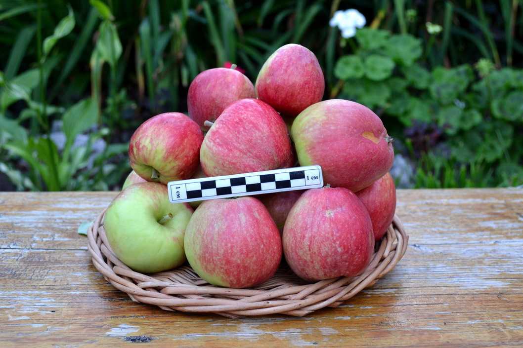 Яблоня апорт: преимущества сорта и правила выращивания в саду