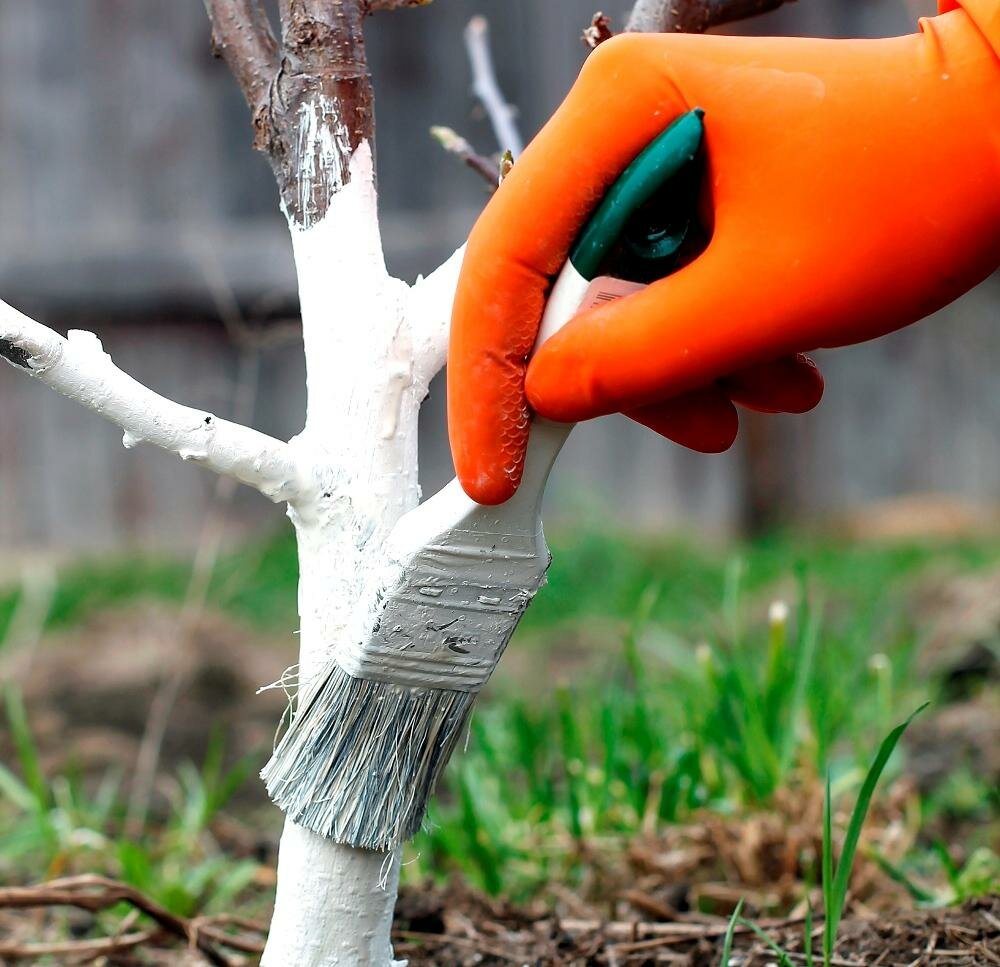 Как правильно побелить деревья в саду осенью
