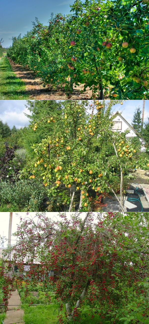 Плодовые деревья для сада