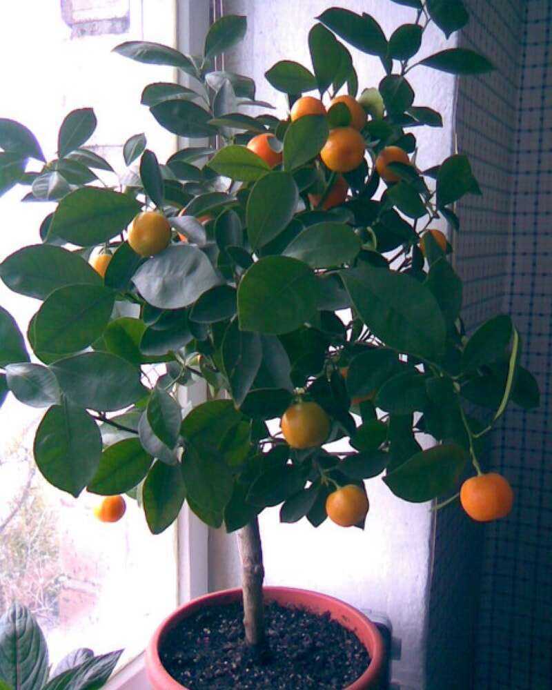 Как посадить мандарин в домашних условиях правильно: описываем в общих чертах