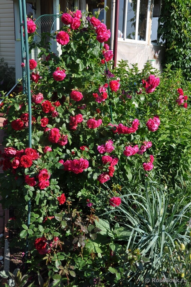 О розе Quadra: описание и характеристики, выращивание сорта канадской розы