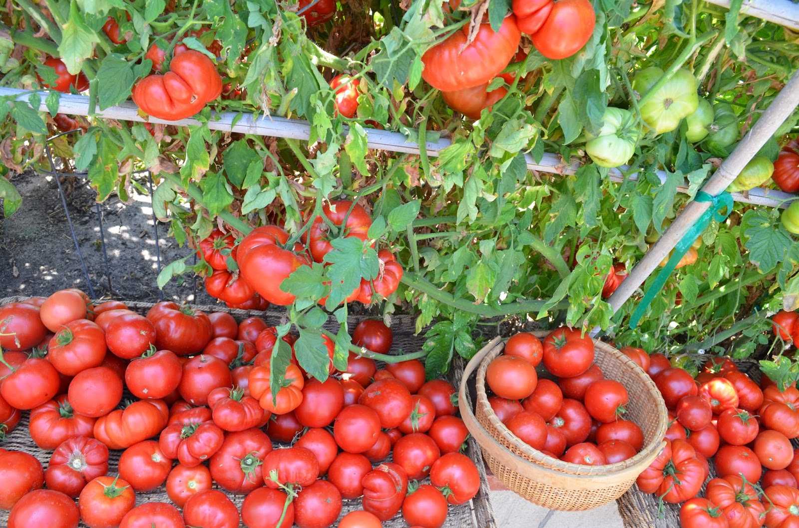 Много помидор. Томат Евпатор. Помидоры в огороде. Урожай томатов. Томаты на грядке.