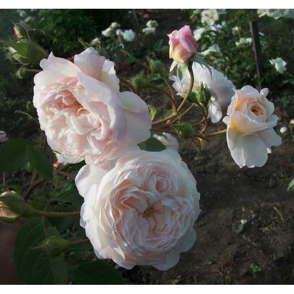 Плетистые розы группы рамблер