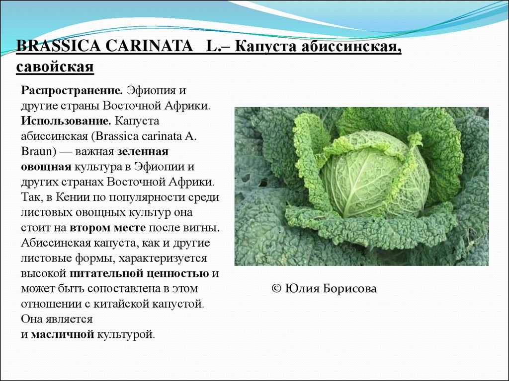 Капуста этма: характеристика сорта, выращивание и уход