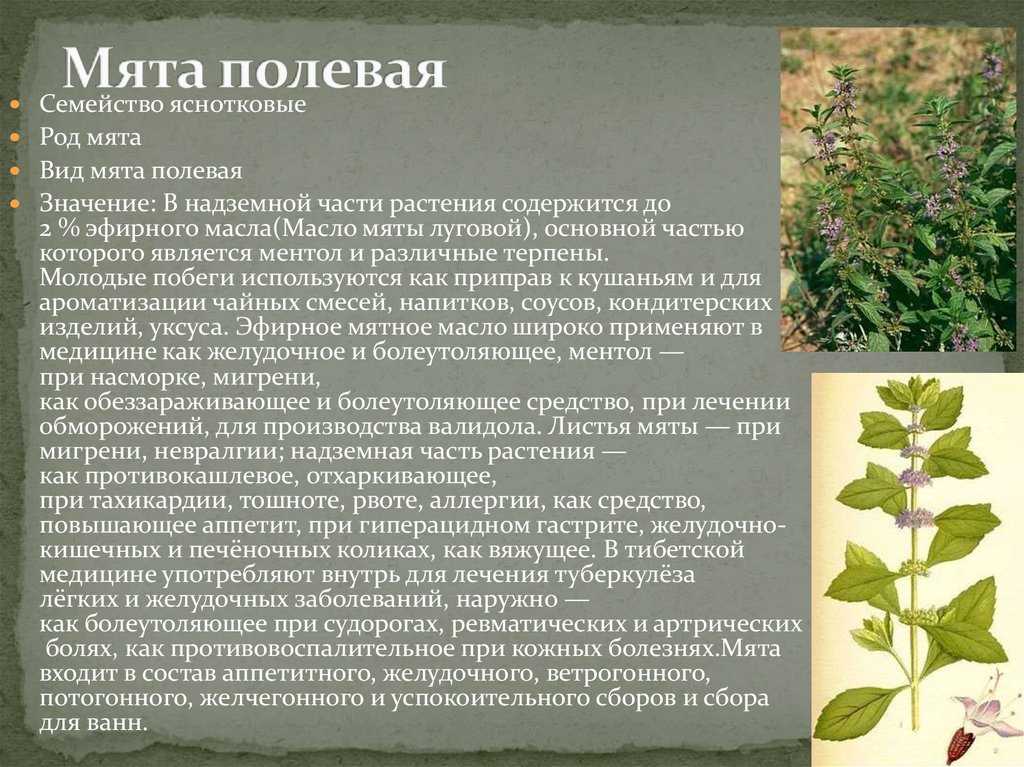 Мята перечная: выращивание, полезные свойства и применение травы