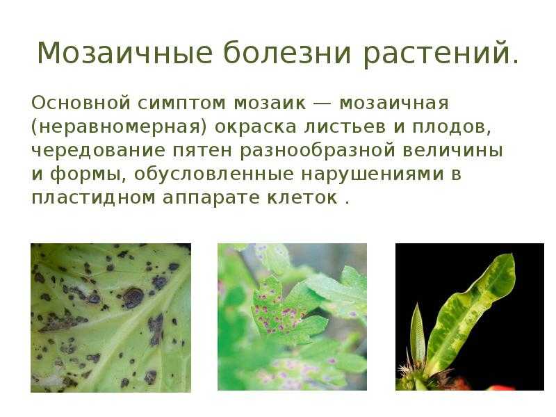 Вирусные болезни растений и их фото