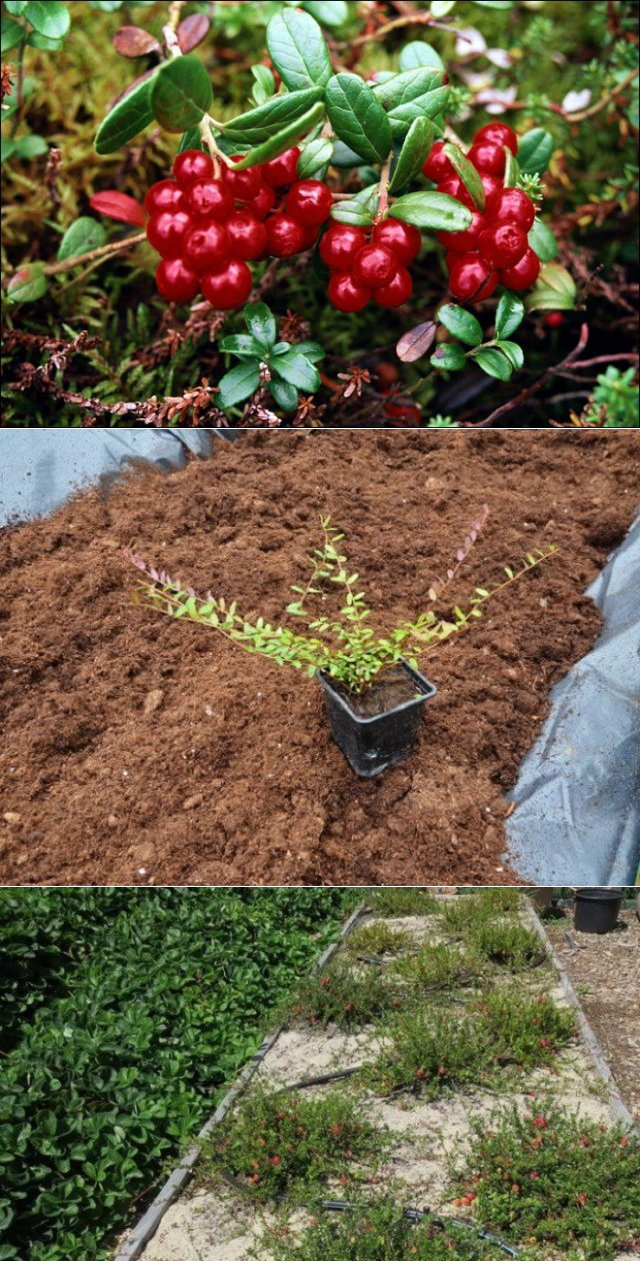 Правила посадки и выращивания садовой клюквы на участке