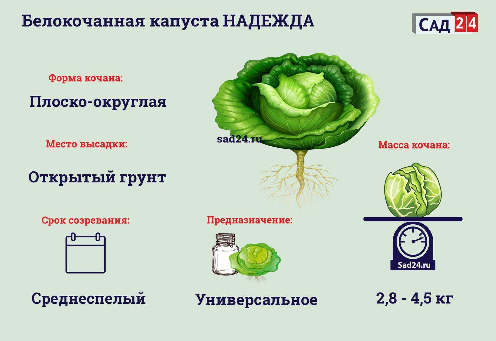 Схема посадки капусты на рассаду