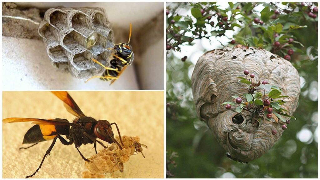 Чего боятся пчелы как от них избавиться. Шершень обыкновенный гнездо. Осиное гнездо и пчелиное гнездо. Оса пчёла Шершень улей. Гнездо шершня и осы.
