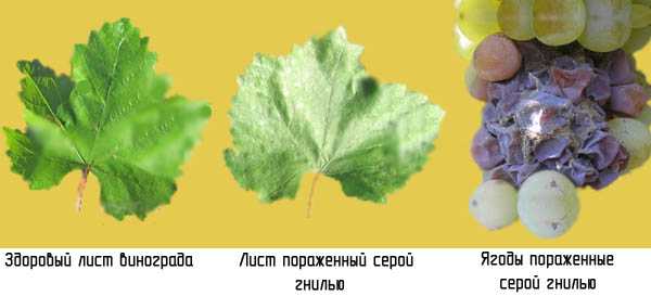 Дырки на листьях винограда: эффективные средства борьбы и описание их работы (95 фото)