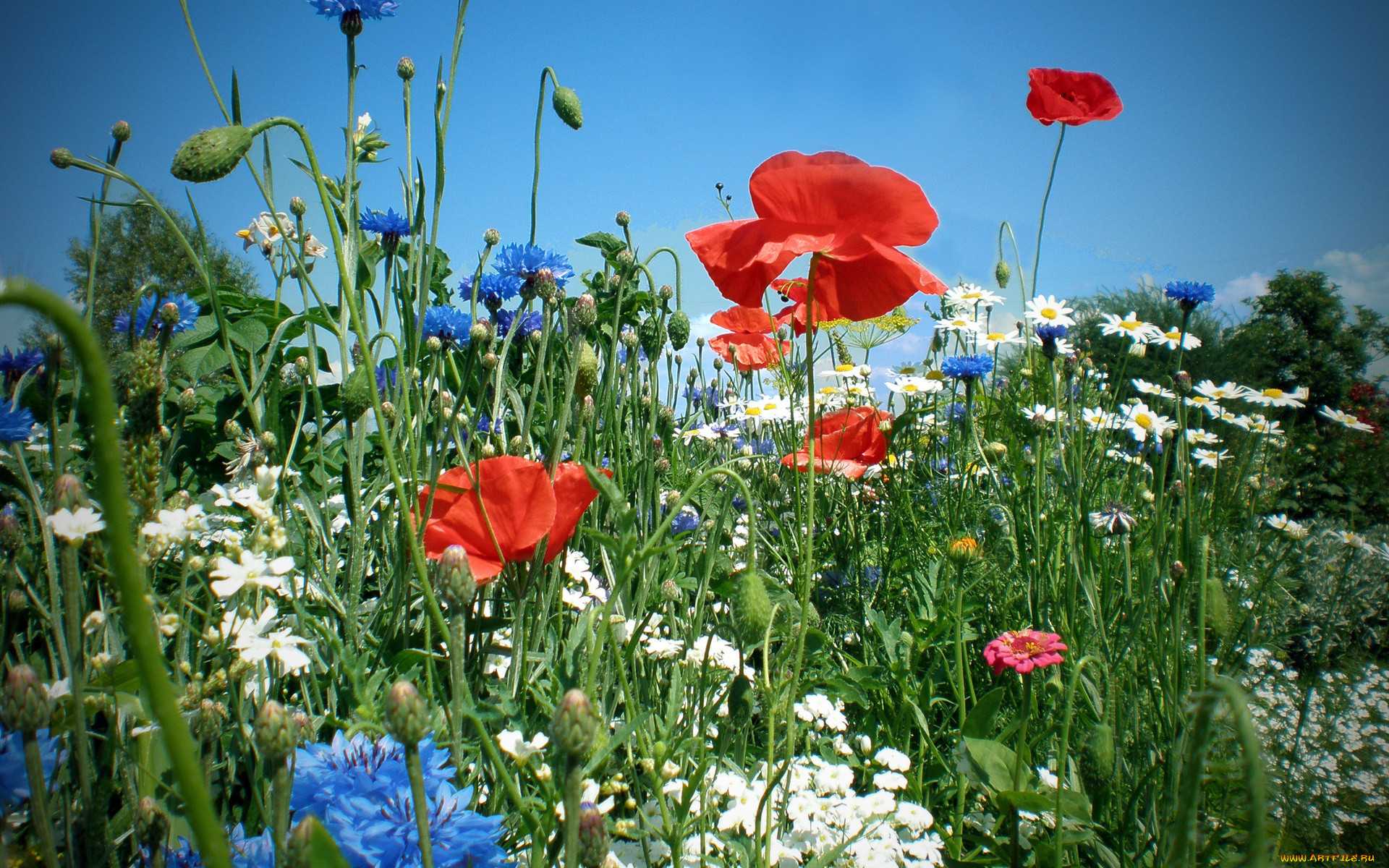 Полевые цветы – описание лютика, ириса, колокольчика, тюльпана, гвоздики, клевера, люпина и других цветов