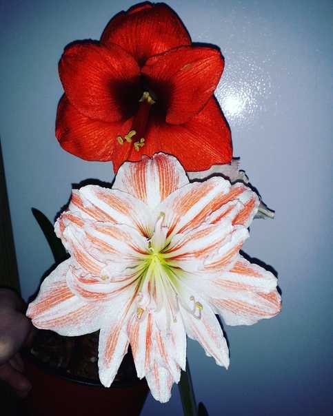 Цветок гиппеаструм красный, белый, гранд дива и другие