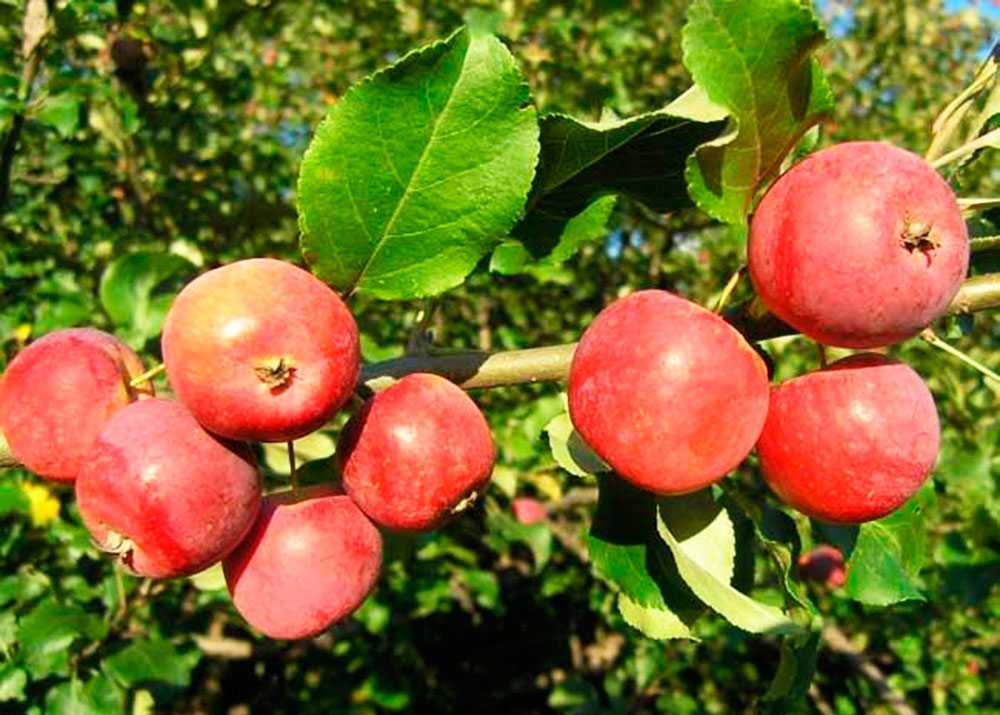 Подробная характеристика и особенности выращивание яблони сорта корей