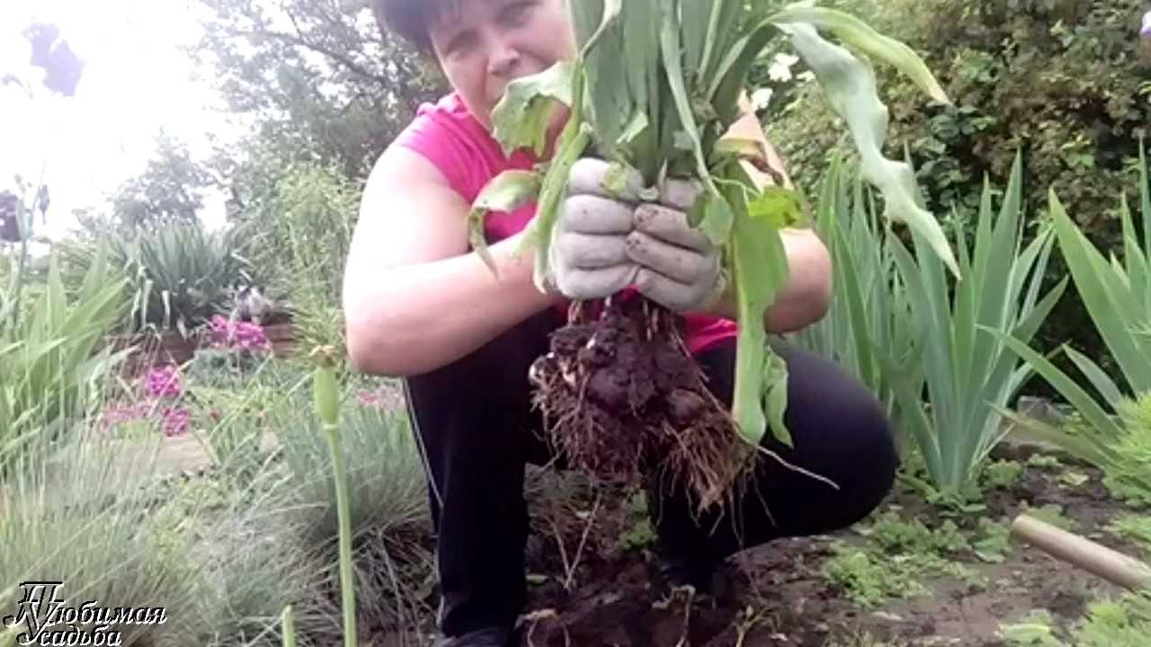 Когда выкапывать тюльпаны и как правильно их хранить