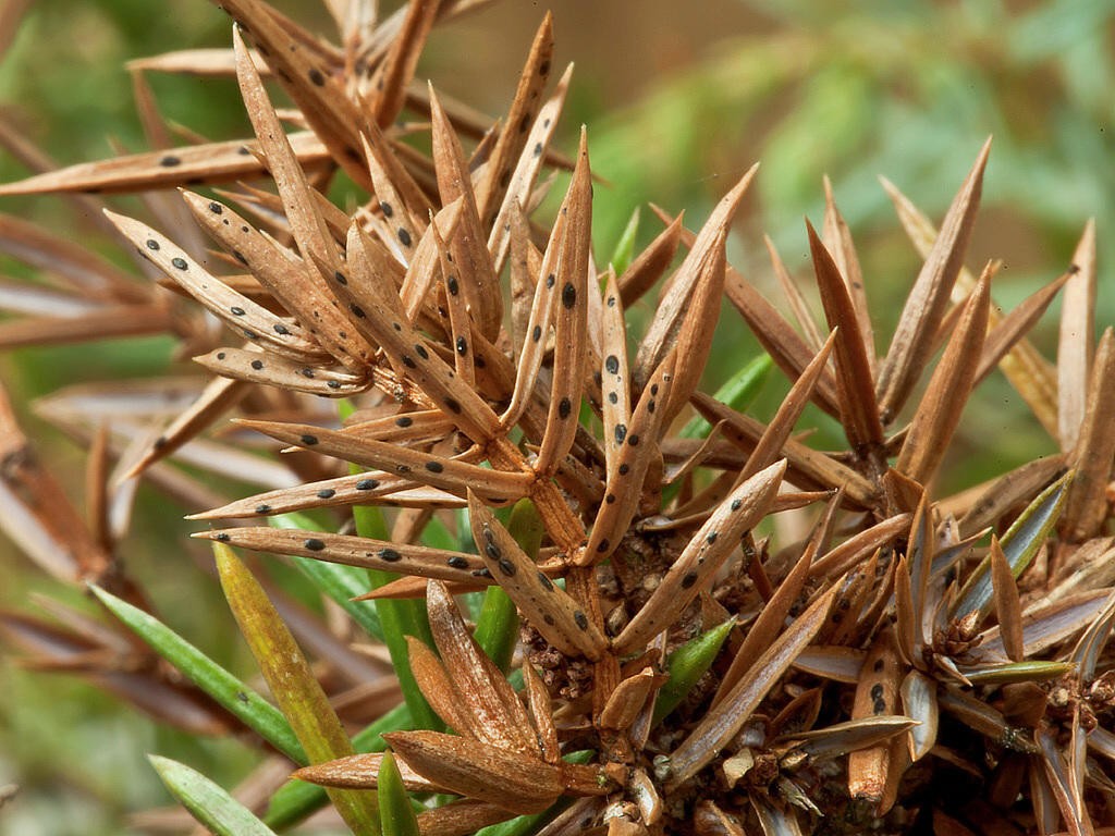 Ржавчина на хвойных растениях и побурение хвои — защита и профилактика