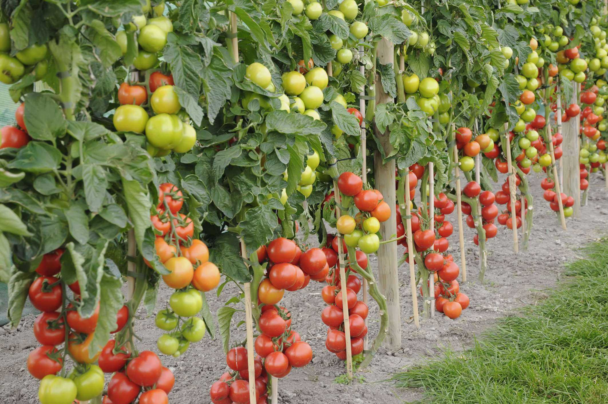 На каком расстоянии сажать помидоры в теплице и открытом грунте (схемы)