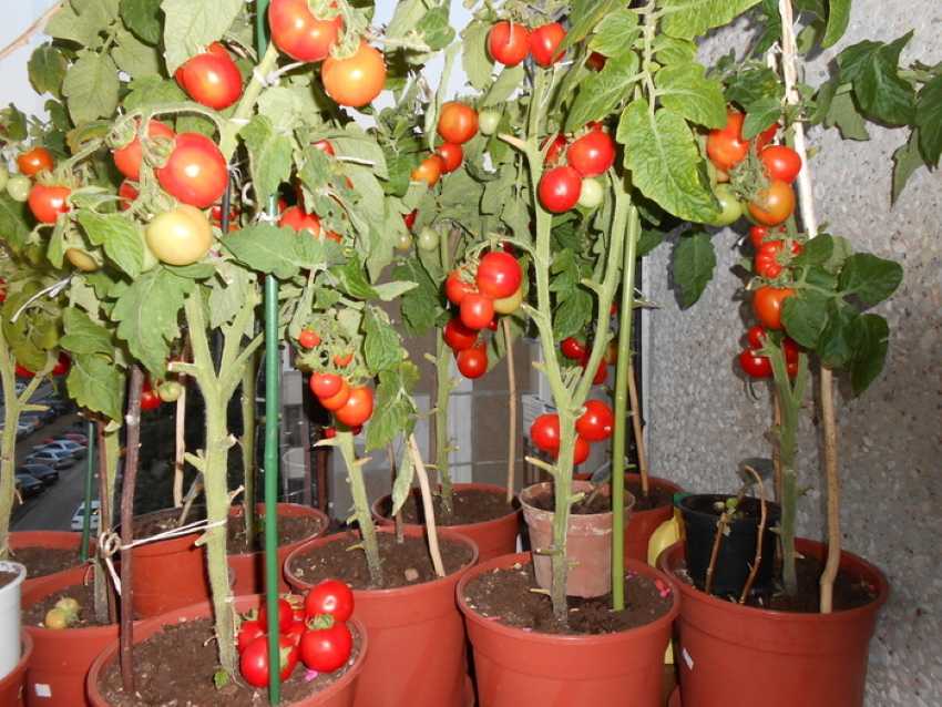 Выращивание помидоров в горшках. Подоконные помидоры черри. Томат черри балконное чудо. Комнатные помидоры черри. Рассада помидор черри.