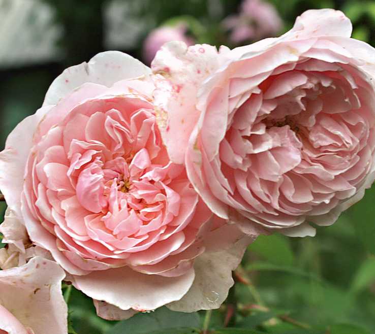 Описание сортовой розы сахара: особенности выращивания шраба, как ухаживать