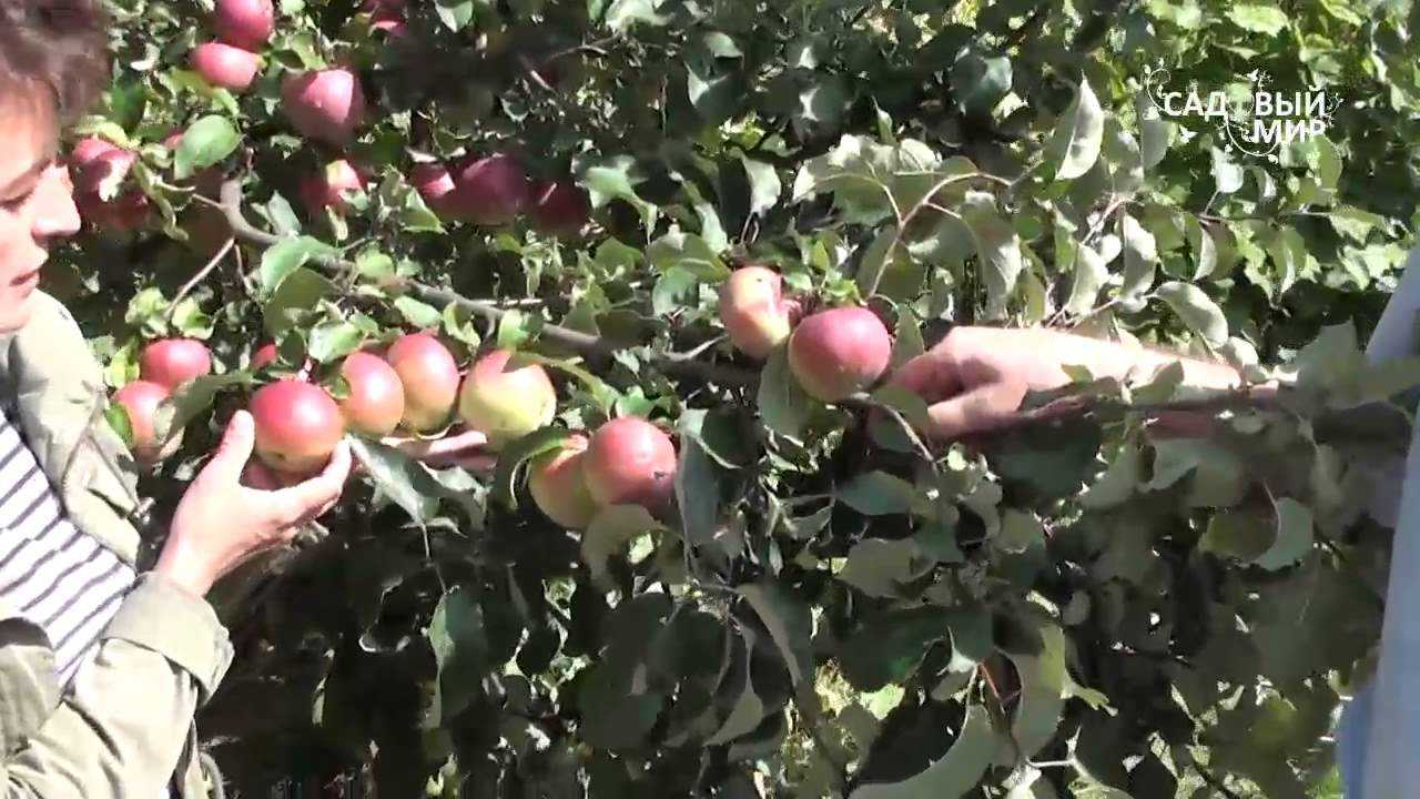 Яблоня антей: описание и особенности выращивания