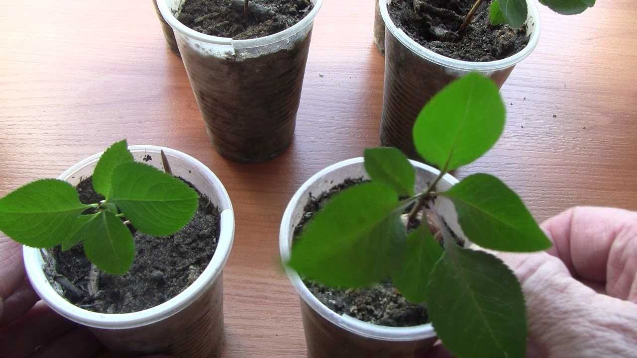 Выращивание душицы из семян: выбор материала и фото рассады, как выполнить посадку орегано в домашних условиях и где поместить всходы на участке?