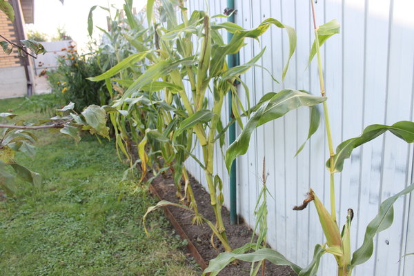 Как посадить кукурузу в огороде в открытый. Кукуруза на грядке. Рассада кукурузы. Кукуруза на даче. Посадка кукурузы в огороде.