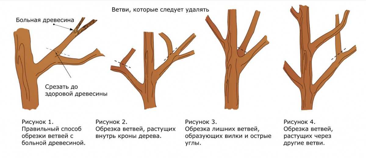 Что такое штамб и как сформировать штамбовое дерево