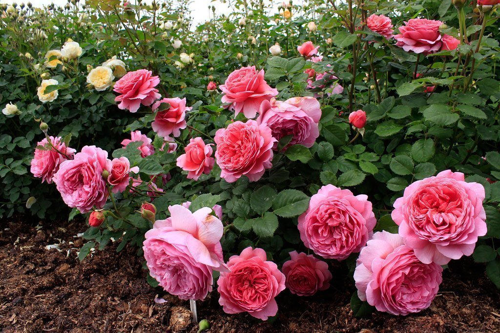 Пионовидные розы: фото, розовые, белые, красные, желтые сорта, выбор и посадка саженцев, уход за кустами